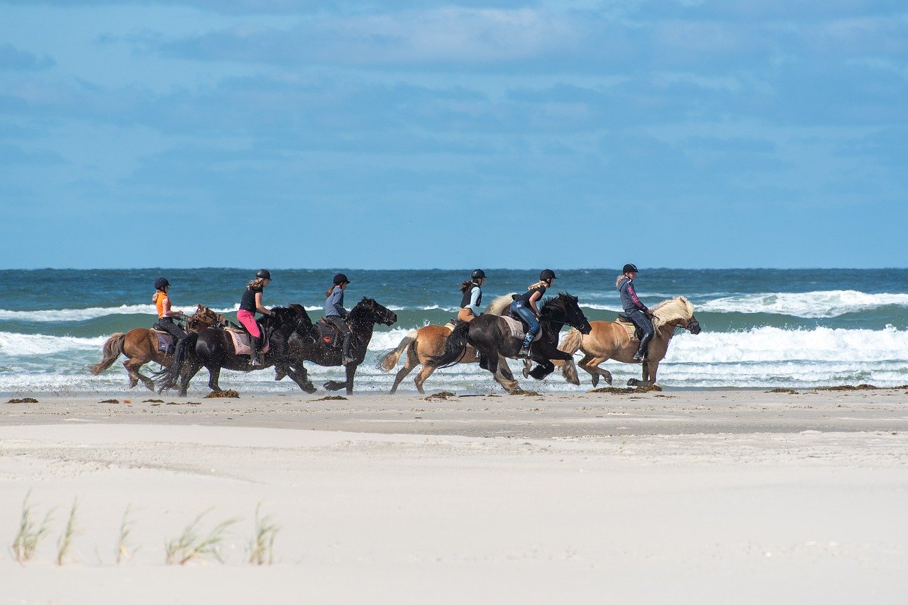 paard paard